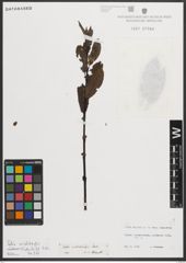 Foto von Salix mielichhoferi Saut.